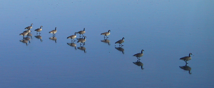 Ducks on Ice